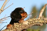 CAVALIER KING CHARLES 736